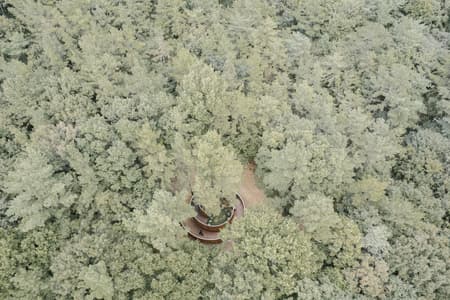 Secret Forest Tree Pavilion